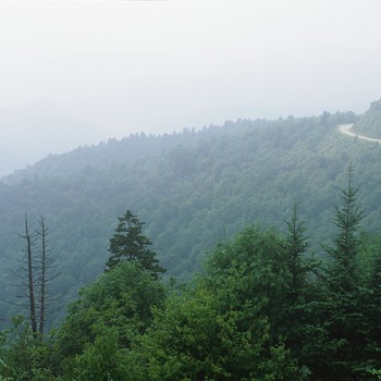 大山森林外景